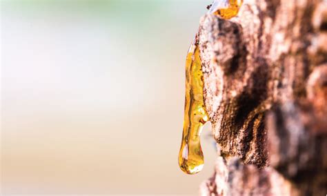  Rosin - En Naturlig Harz för Framtidens Tekniker och Tillämpningar!